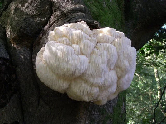 Lion's mane på et tre